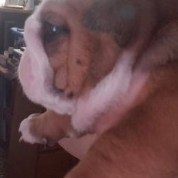 Bulldog and Shetland Sheepdog Puppies from Smooch-A-Bulls English Bulldogs & M&M Shelties