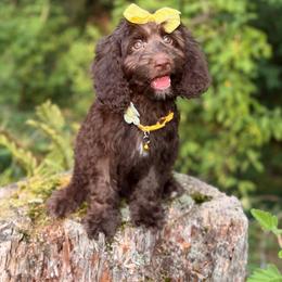 Clarissa - Brown female Cavapoo puppy in Bellingham, Washington from My Sweet Poodles and Doodles