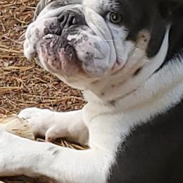 Bulldogs from Gangsta Bulldogs