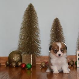 Pembroke Welsh Corgi Puppies from Willow Creek Corgis