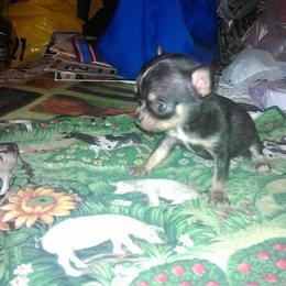 Chihuahua Puppies from Chilove Chihuahuas