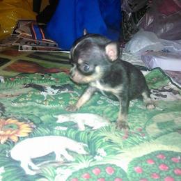 Chihuahua Puppies from Chilove Chihuahuas