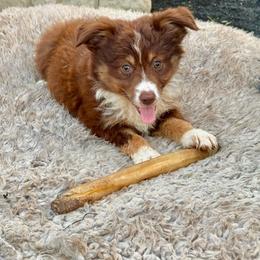 Tri female 2 - Red tri female Miniature Australian Shepherd puppy in Lemon Cove, California from Magic Ranch Mini Aussies