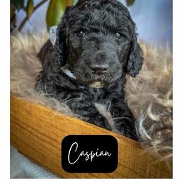 Caspian - Black male Poodle puppy in Detroit Lakes, Minnesota from Pickerel Pups