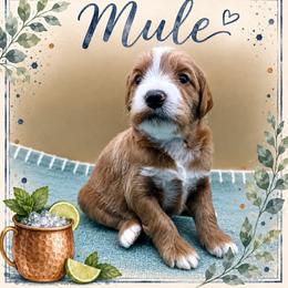 Mule - Apricot male Goldendoodle puppy in Hendersonville, North Carolina from Kim's Cove