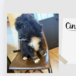 Cinder - Tri-color female Bernedoodle puppy in Bellevue, Iowa from Blended Acres & Kennels