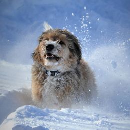 Smokey - Bernedoodle