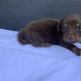Dachshund Puppies from L & A Dachshunds