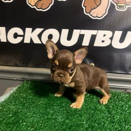 Mocha - Black and tan female French Bulldog puppy in Eden, North Carolina from Blackoutbulldogs