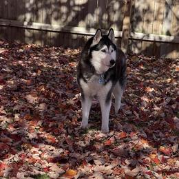 Golden Retriever Puppies from Crescent View Goldens