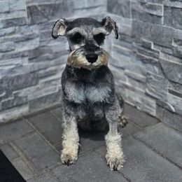 Miniature Schnauzer All Grown Up from ieva kasp