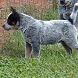 Australian Cattle Dog Puppies from Cindy McKinney's Australian Cattle Dogs
