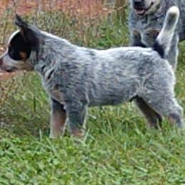 Australian Cattle Dog Puppies from Cindy McKinney's Australian Cattle Dogs