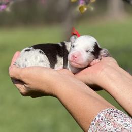 Lune - Blue merle male Border Collie puppy in Conway, Missouri from 2J 2K Border Collies | Maremma Sheepdogs