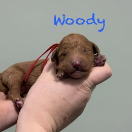 Woody - Red  male Poodle puppy in Williamsburg, Ohio from Iaroli’s  Small Standard Poodles