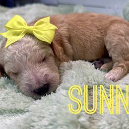 Aussiedoodle and Goldendoodle Puppies from Toledo Creek Doodles