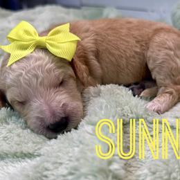 Aussiedoodle and Goldendoodle Puppies from Toledo Creek Doodles