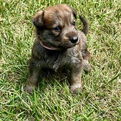 Berger Picard Puppies from Zia Picards Kennel