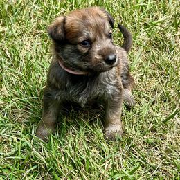 Berger Picard Puppies from Zia Picards Kennel