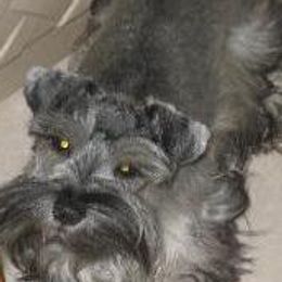 Miniature Schnauzers from Baby Bow Wow Schnauzers