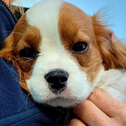 Block - Blenheim male Cavalier King Charles Spaniel puppy in Watsontown, Pennsylvania from Huntsman Cavaliers