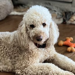 Duke - Bernedoodle