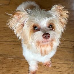 Molly - Yorkshire Terrier