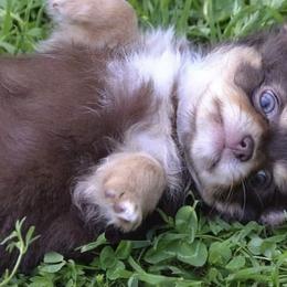 Chihuahuas and Japanese Chins from Gift of Gods Favor