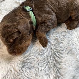 Assorted Doodle Crosses Puppies from Doodles Domain