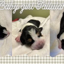 Basset Hound Puppies from Tiny Acre Cattle Co