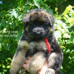 Red collar - Black and red female German Shepherd puppy in Chrisney, Indiana from Indiana German Shepherds