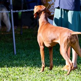 Vizslas from Alaea Farm & Kennel