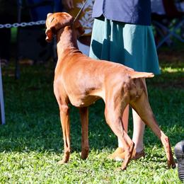 Vizslas from Alaea Farm & Kennel