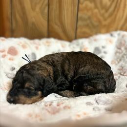 Dallas - Phantom male Goldendoodle puppy in Pittsburg, Texas from Grace Springs Goldendoodles