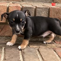 Black tri tuxedo male - Black and white male Teddy Roosevelt Terrier puppy in Russellville, Kentucky from Mud-E Acres Kennel