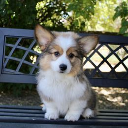 Hank - Pembroke Welsh Corgi