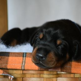 Girl 1 - Black and rust female Doberman Pinscher puppy in Overton, Texas from Obsidian Kennel