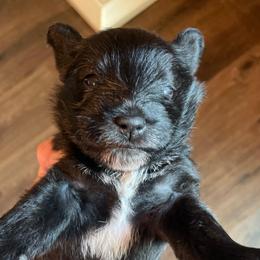 Carter - Black male Miniature Schnauzer puppy in Interlachen, Florida from Pam's Schnauzers