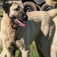 Cahide - Kangal