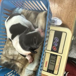 Mario berry - Piebald female Dachshund puppy in Salkum, Washington from Stonevalley Dachshunds