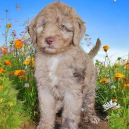 Blossom - Red merle female Aussiedoodle puppy in Lithia, Florida from Waterford Doodle Farm