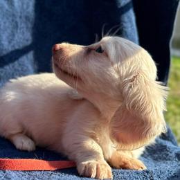 Girl 4 - Cream female Dachshund puppy in Stilwell, Oklahoma from Double Down Doxies