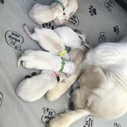 Golden Retriever Puppies from 4 Paws and Family Golden Retrievers
