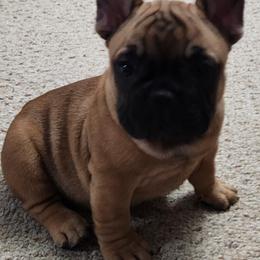 French Bulldog Puppies from Charmaine Wasenko