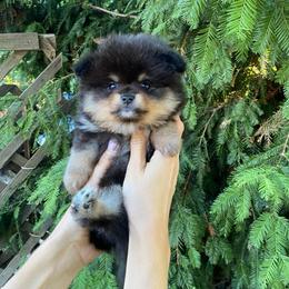 Felix - Black and tan male Pomeranian puppy in Citrus Heights, California from Yev and Marina's Pomeranians (AKC)