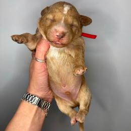 Red Boy - Apricot male Goldendoodle puppy in Hot Springs, Arkansas from Hot Springs Kennels