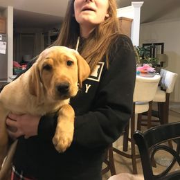 Labrador Retriever Puppies from Sycamore Kennels