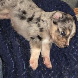 Steel - Blue merle male Australian Shepherd puppy in Leonard, Texas from Tin Roof Aussies