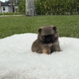 Tiny Niko - Wolf sable male Pomeranian puppy in Naples, Florida from 🤎 Dreaming Puppies 🐶