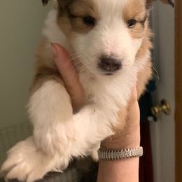 Shetland Sheepdog Puppies from Sharon’s Family Shelties